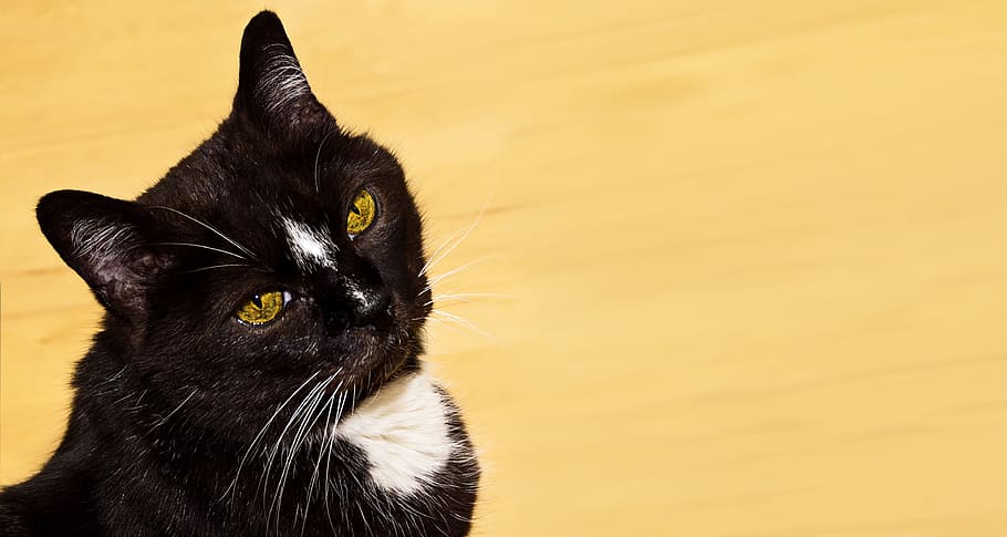 Cat, Pet, Look Back, Black, White, yellow, attention, curious HD wallpaper