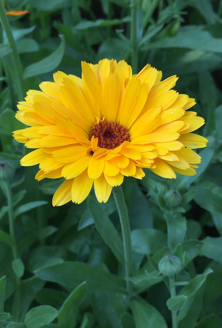 Marigold, Flowers, Summer, fragility, petal, plant, freshness HD wallpaper