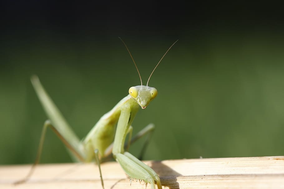 praying mantis, macro, green, insect, one animal, animal themes HD wallpaper