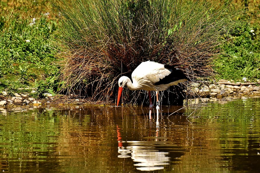 Stork, Bird, Fly, Plumage, Nature, animal world, wing, monkey mountain salem HD wallpaper