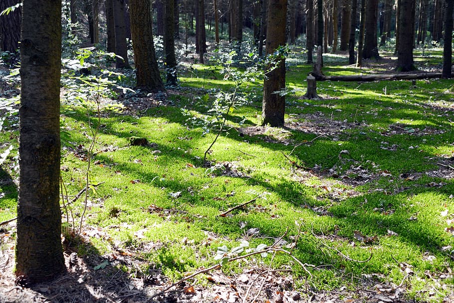 forest, moss, light, log, nature, green, trees, plant, land HD wallpaper