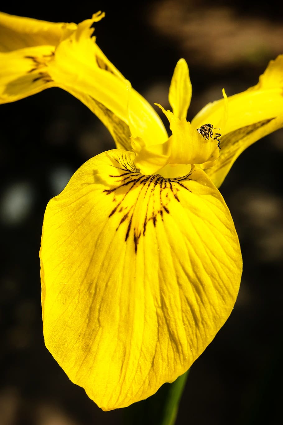 Iris, Beetle, Pest, Parasite, leafes, yellow, destruction, kahl HD wallpaper