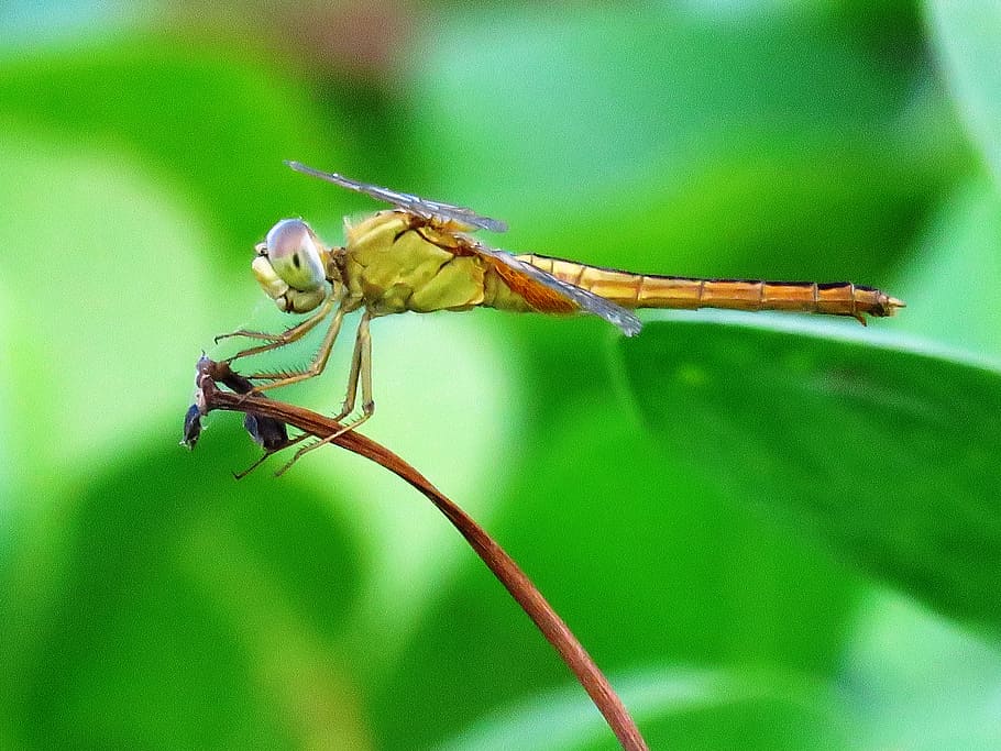 selective focus photography of Wondering Glider, dragonfly HD wallpaper