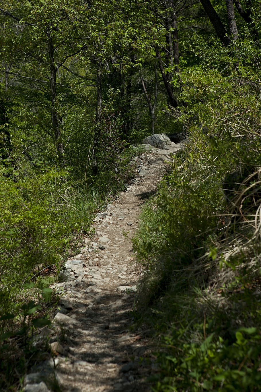 gil, mountain trail, tracking, plant, tree, forest, footpath HD wallpaper