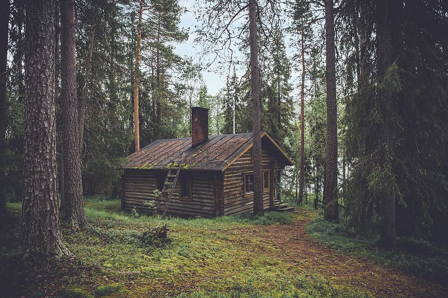 brown cabin on forest taken during daytime, wooden, house, logs, HD wallpaper