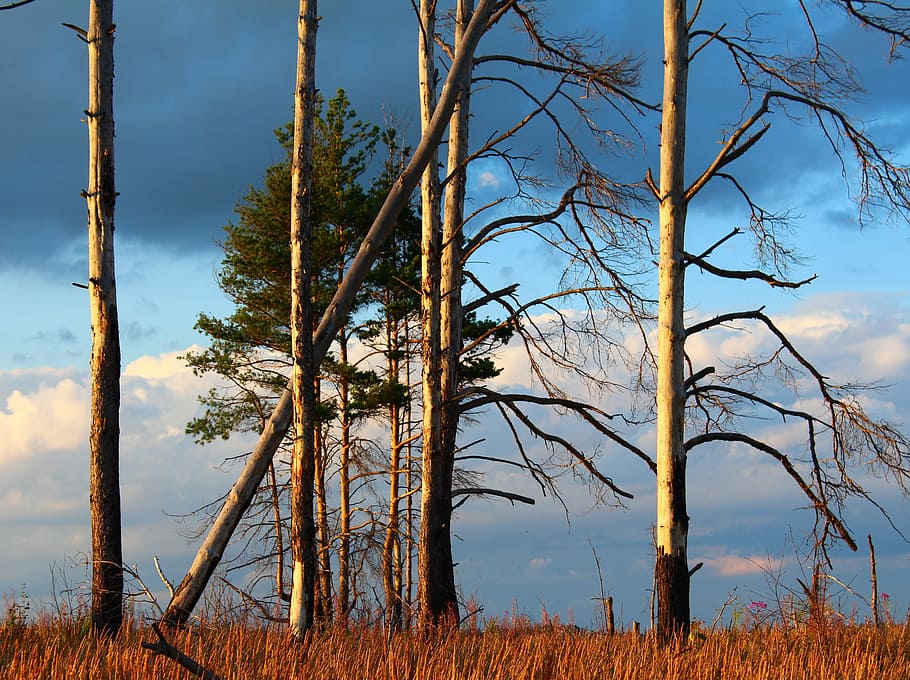 Landscape, Trees, Clouds, Dry, living nature, coniferous tree HD wallpaper