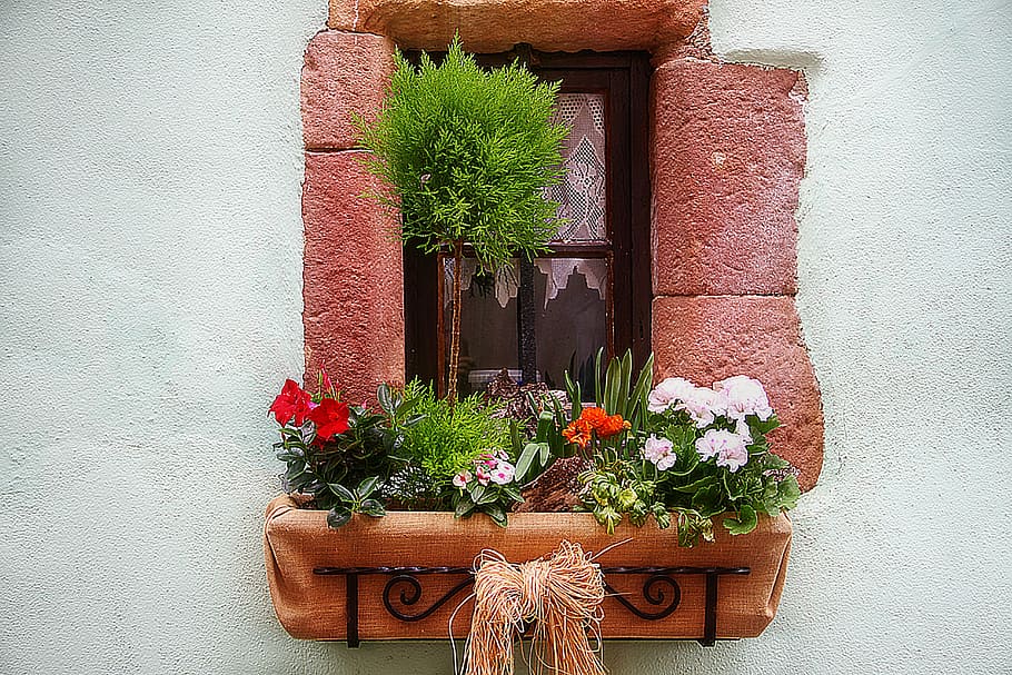 Flower Box, Window, Building, potted plant, door, architecture HD wallpaper