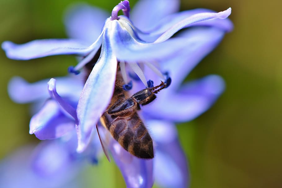 closeup photo of brown honeybee in purple petaled flower at daytime HD wallpaper