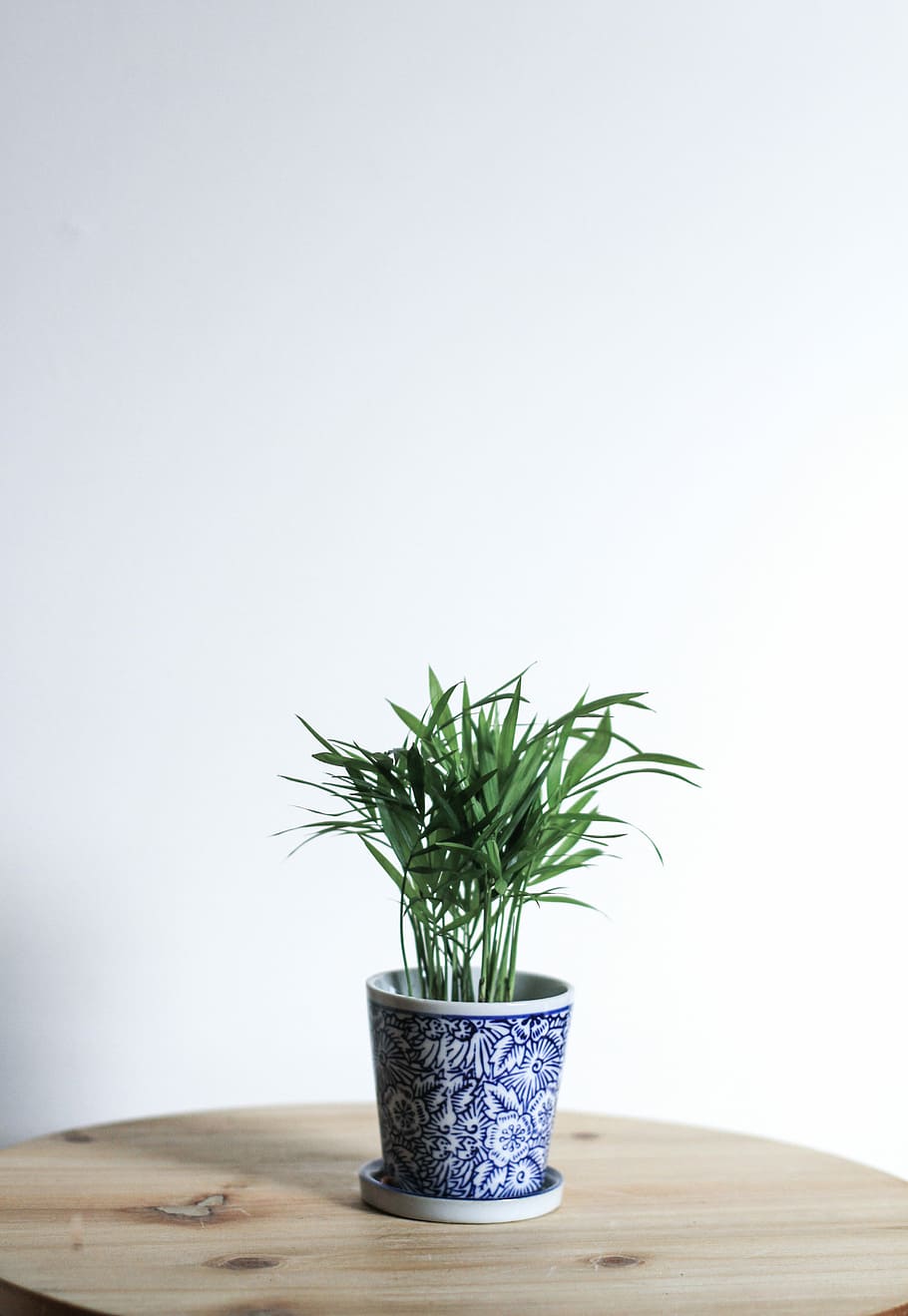 green plant in white and blue ceramic pot, green linear leaf plant in blue floral ceramic vase HD wallpaper