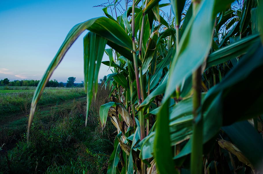 corn, field, agriculture, growth, plant, green color, land HD wallpaper
