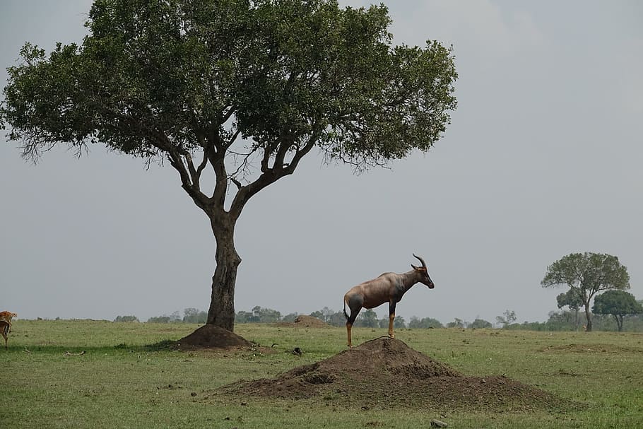 tree, grass, nature, landscape, outdoors, topi, antelope, kenya HD wallpaper