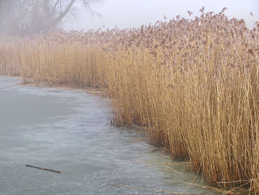 Reed, Pond, Winter, Wintry, Ice, Icy, frost, frosted, nature HD wallpaper