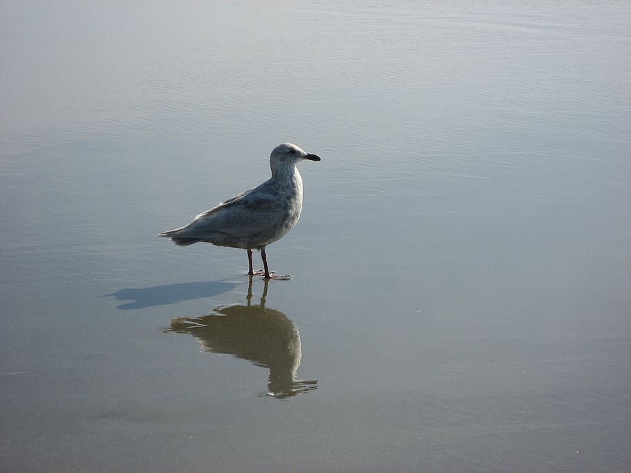 seagull, bird, reflection, shore, pacific, oregon, coast, newport HD wallpaper