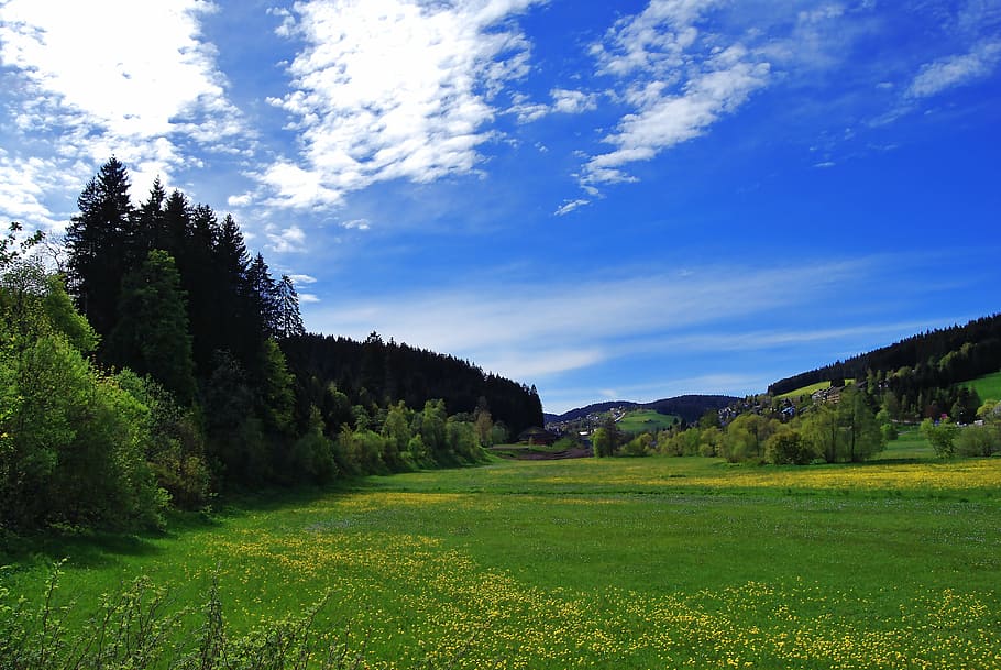 landscape, meadow, summer, sky, trees, plant, beauty in nature HD wallpaper