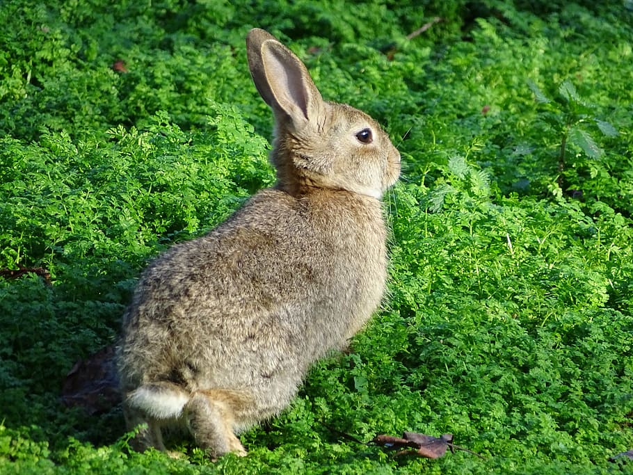 rabbit on grass, bunny, hare, animal, furry, adorable, nature, HD wallpaper