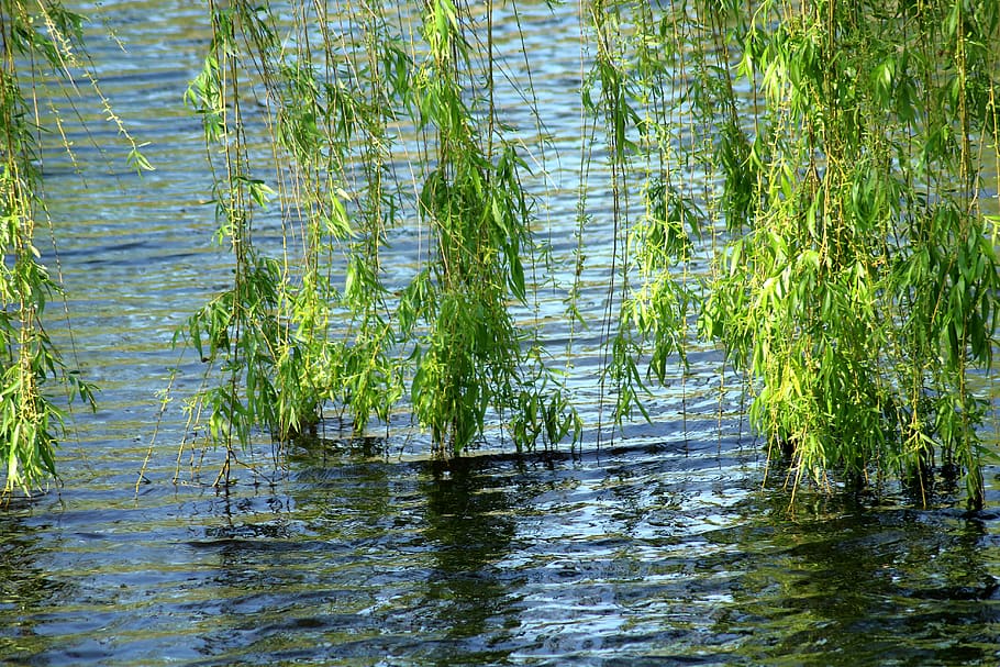 willow, tree, foliage, spring, weeping willow, in the water