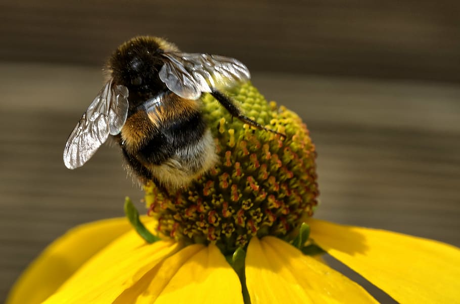 bee, blossom, bloom, flower, plant, close, hummel, insect, pollination HD wallpaper