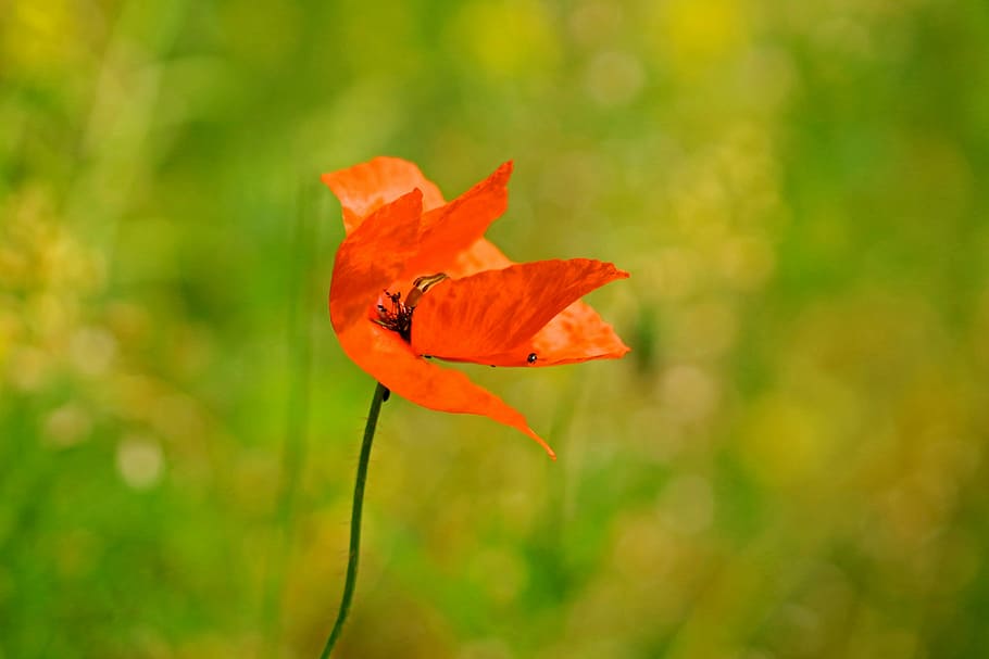 Spring, Meadow, Flower, Flower, spring flower, red flower, flower meadow HD wallpaper