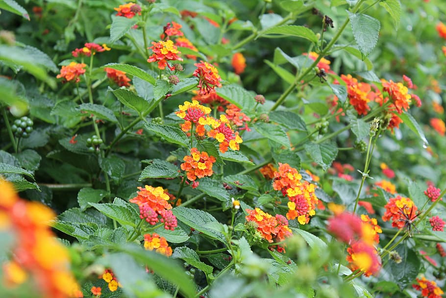 flower, green, bits, plant, nature, summer, red, flowering plant HD wallpaper