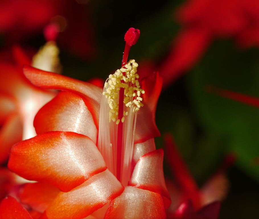 weihnachtskaktus, leaf cactus, blossom, bloom, stamens, stamp HD wallpaper