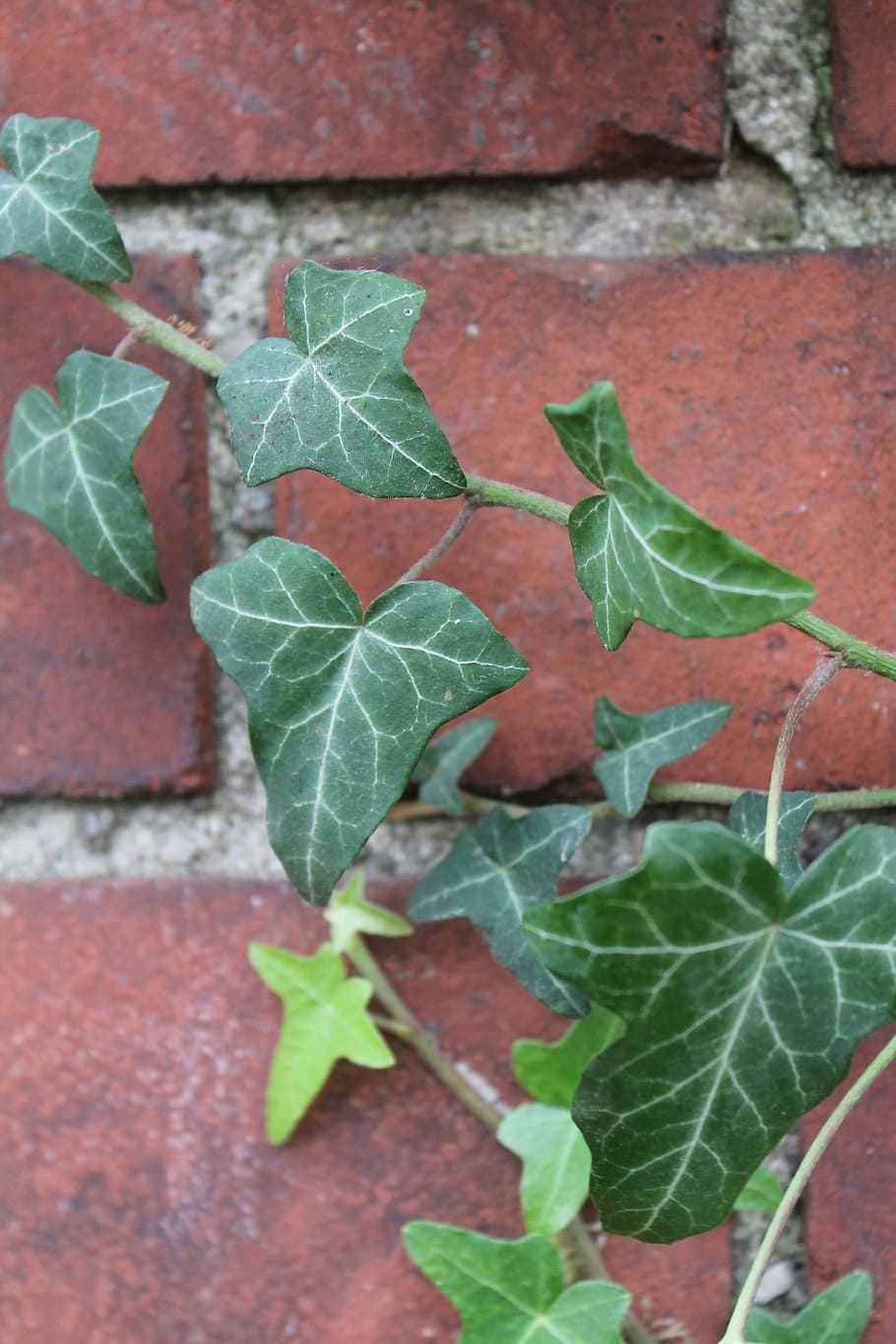 ivy, clinker, green, red, plant, autumn, nature, stone, make the most of HD wallpaper