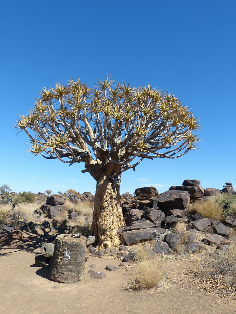 Quiver Tree, Namibia, Nature, rock - object, arid climate, desert HD wallpaper