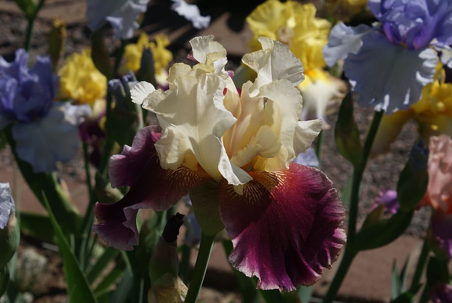 iris, flowers, plant, summer, garden, botany, bloom, yellow HD wallpaper