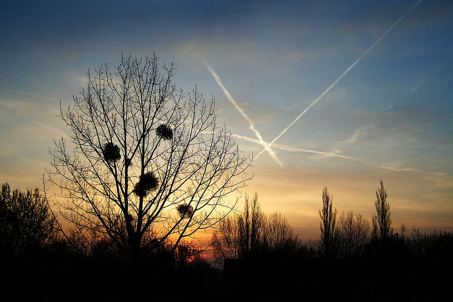 Sunrise, Mood, Nature, sky, in the morning, wood, silhouette HD wallpaper