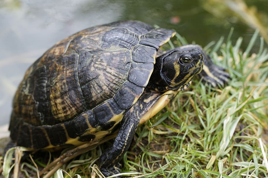 water turtle, drawing, panzer, animal, on the water, pond, reptile HD wallpaper