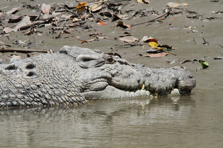 crocodile, reserve, predator, tooth, animal world, west australia HD wallpaper