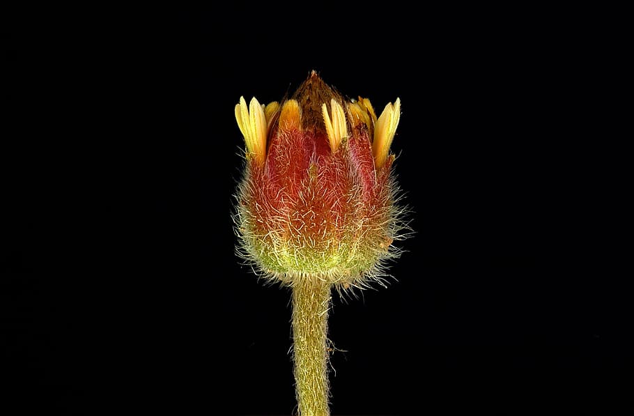 flora, tiny, pistil, macro, flower, studio shot, black background HD wallpaper