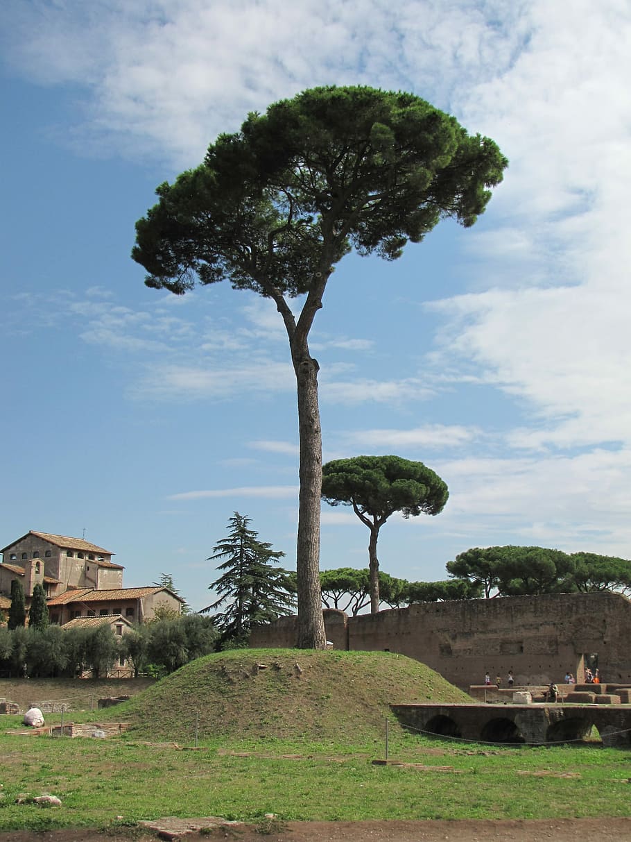 Tree, Rome, Landscape, cloud - sky, grass, rural scene, built structure HD wallpaper