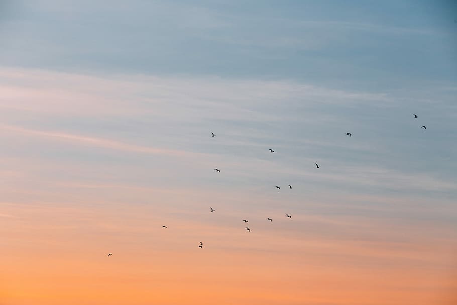 flock of bird at the blue and orange skies, birds flying during sunset