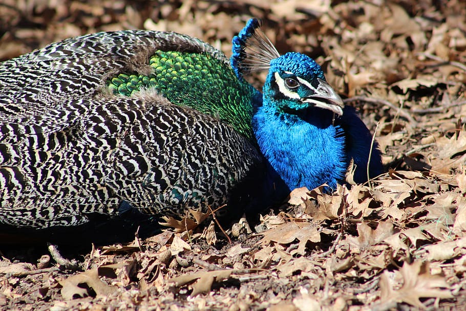 peacock, bird, pheasant, feather, blue, elegant, colorful, wildlife HD wallpaper
