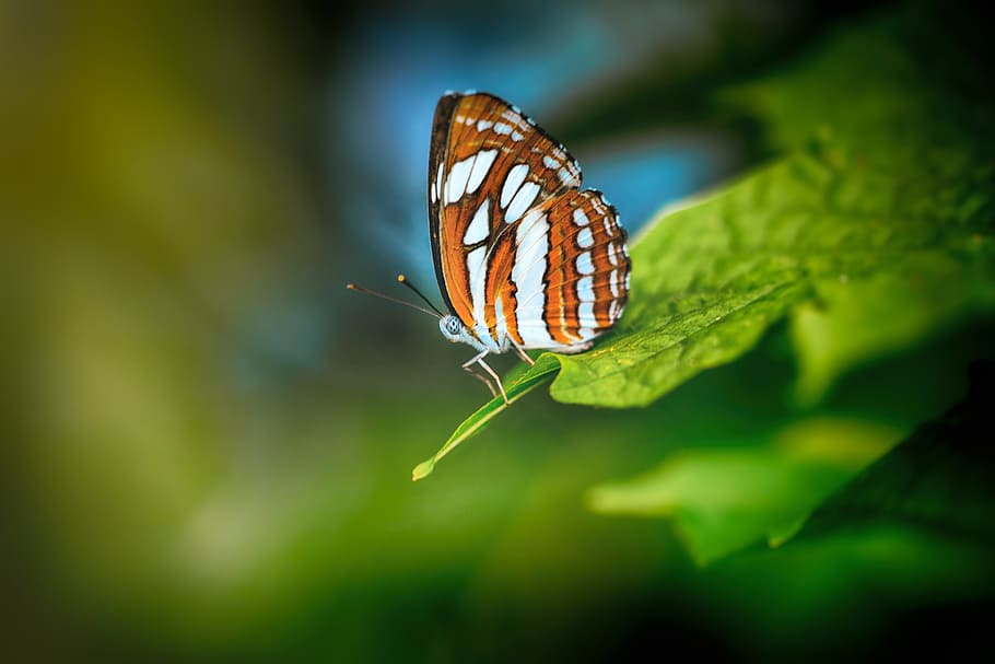 macro, butterfly, wing, insects, natural, animal wildlife, animal themes HD wallpaper