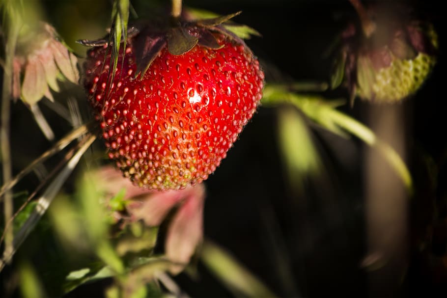 Strawberry, Red, Fruit, Delicious, Eat, close, macro, nature HD wallpaper