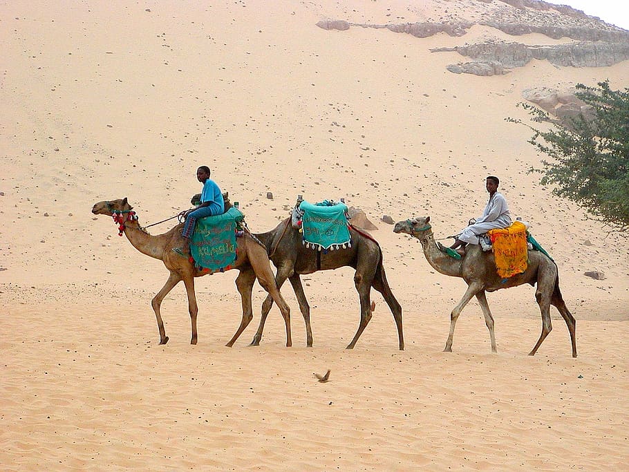 Desert, Camels, Ship, Caravan, desert ship, egypt, transport, HD wallpaper