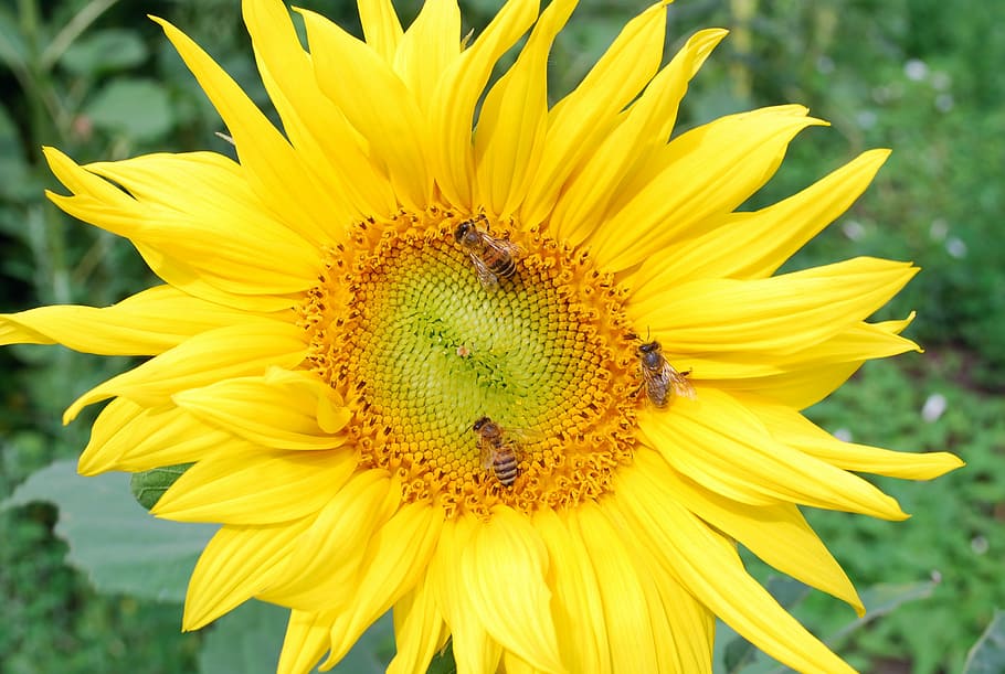 Sun Flower, Summer, Sun, Bee, Field, garden, arable, close HD wallpaper