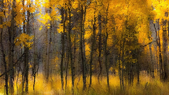 aspen, yellow, fall, autumn, outdoor, tree, leaves, foliage HD wallpaper