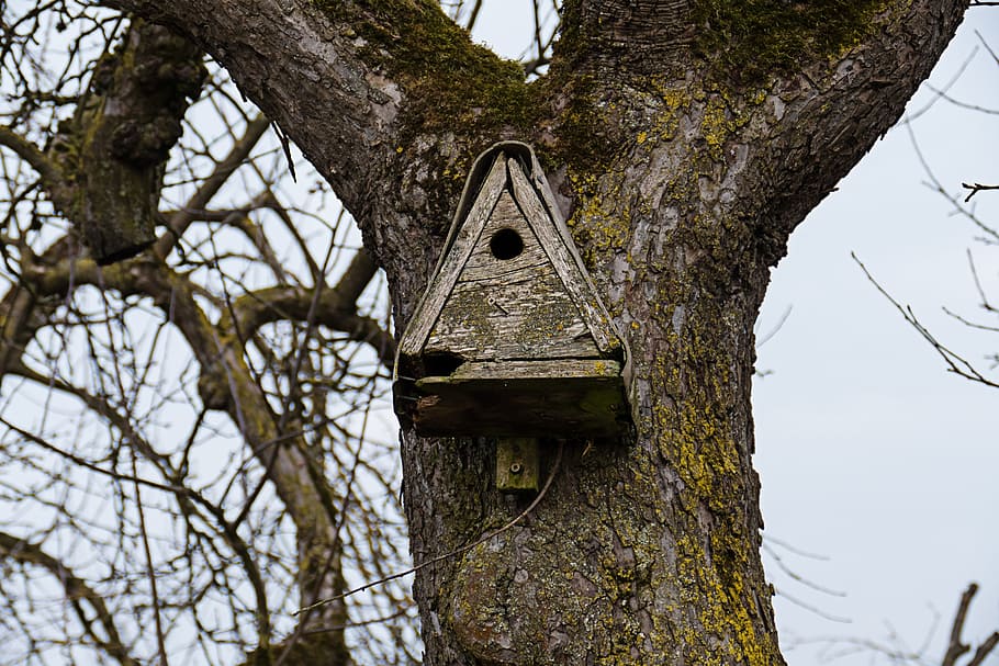 aviary, nesting place, bird feeder, tree, nesting box, nesting help, HD wallpaper