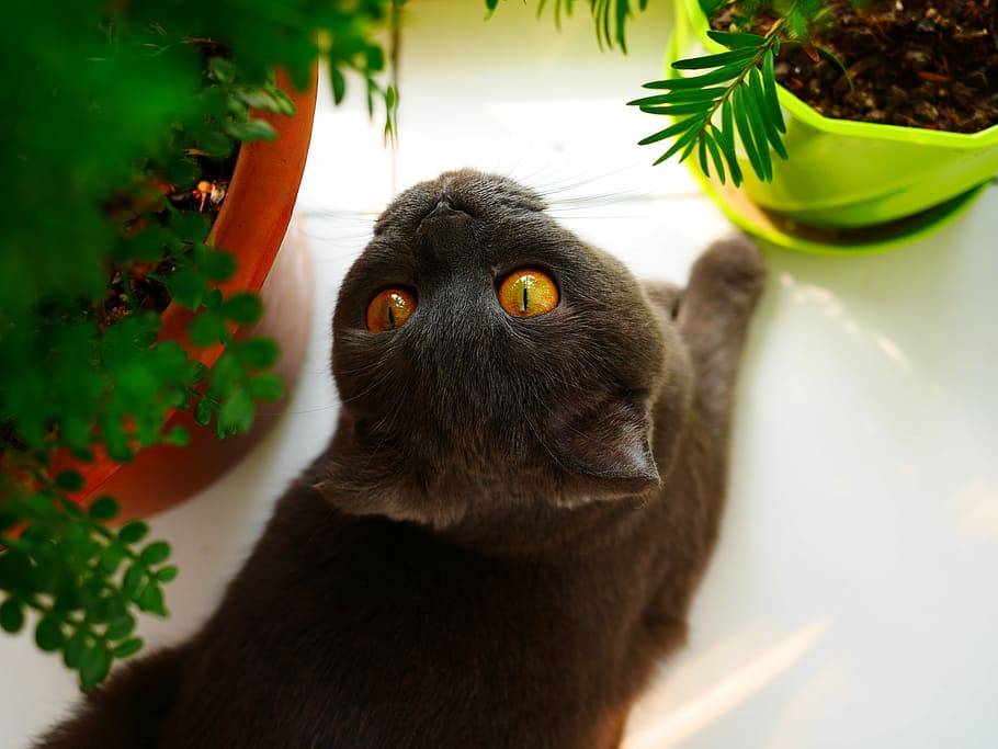 pet, cat, animal, mammal, animal themes, one animal, pets, domestic HD wallpaper