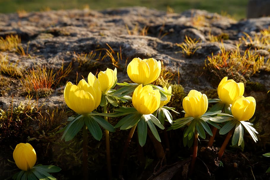yellow aconite flowers in bloom at daytime, winter linge, spring HD wallpaper