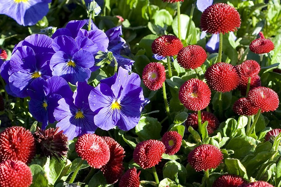Bloom, Blossom, Daisy, Flora, floral, flower, garden, green HD wallpaper