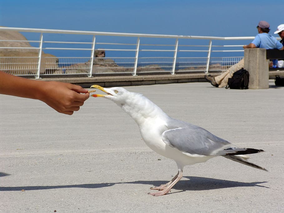 Seagull, Hunger, Feed, bird, beach, animal, animals And Pets HD wallpaper