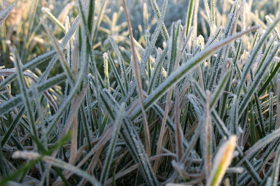frost, cold, grass, macro, detail, ice, nature, winter, plant HD wallpaper