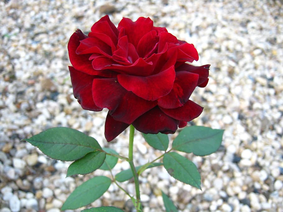 rose, red, dark red, bloom, blossom, colorful, detail, flora HD wallpaper