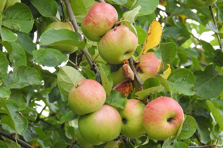 apple, apple tree, fruit, nature, food, kernobstgewaechs, healthy eating HD wallpaper