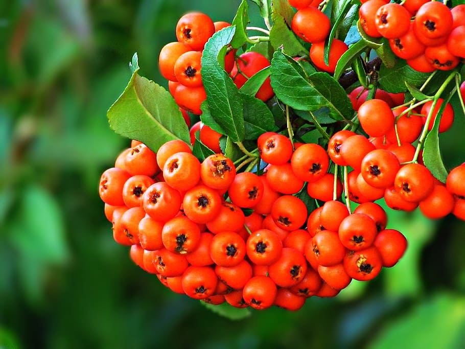 rowan, plant, tree, bush, nature, foliage, rowan berries, fruit HD wallpaper