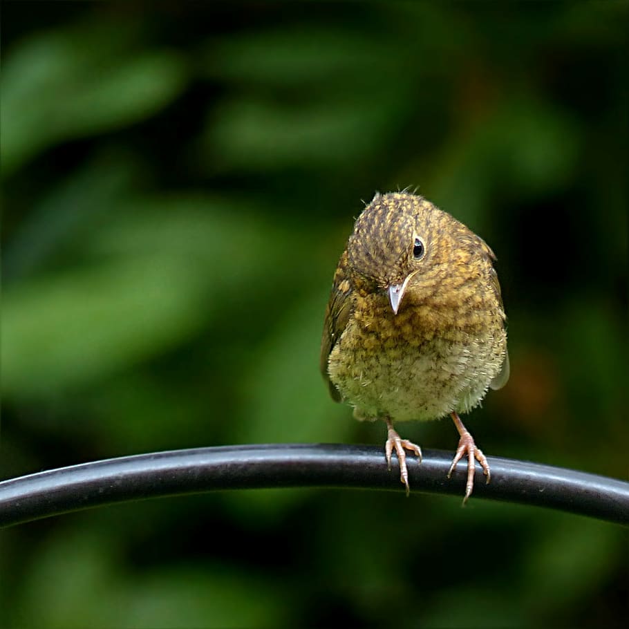 selective focus photography of orange and green bird, animal HD wallpaper