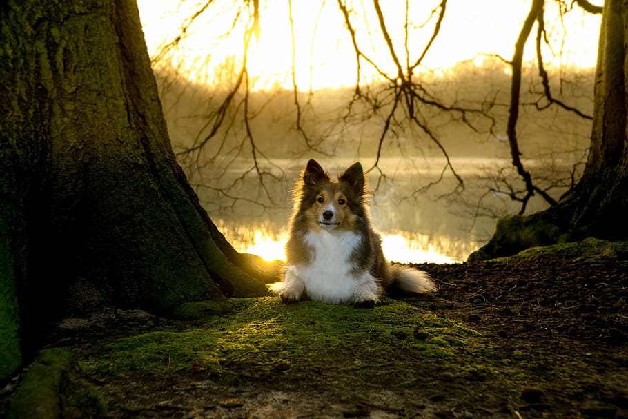 white, black, and brown Shetland sheepdog sitting under brown tree close-up photo HD wallpaper